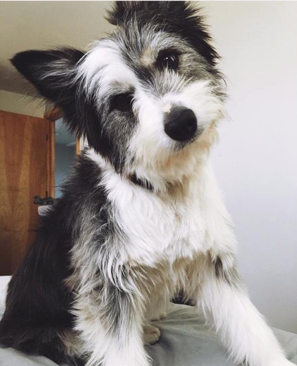 /Images/uploads/Humane Society of Utah/HSU2018/entries/4183thumb.jpg